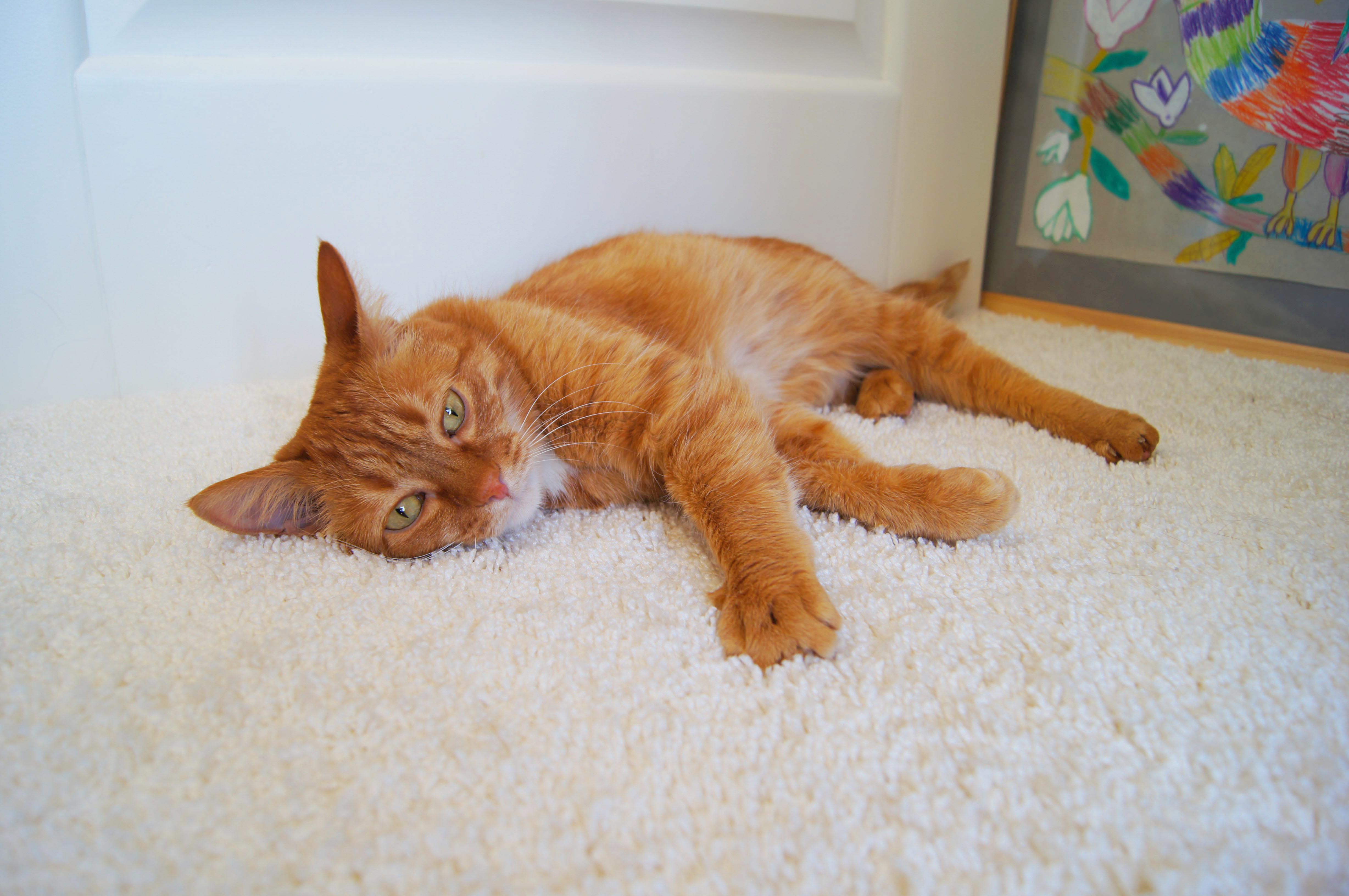 Ковролин "Зартекс" Amarena 140 бежевый (4м) — купить в Нальчике